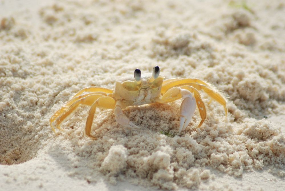 close up of a small white crab on white sand beach