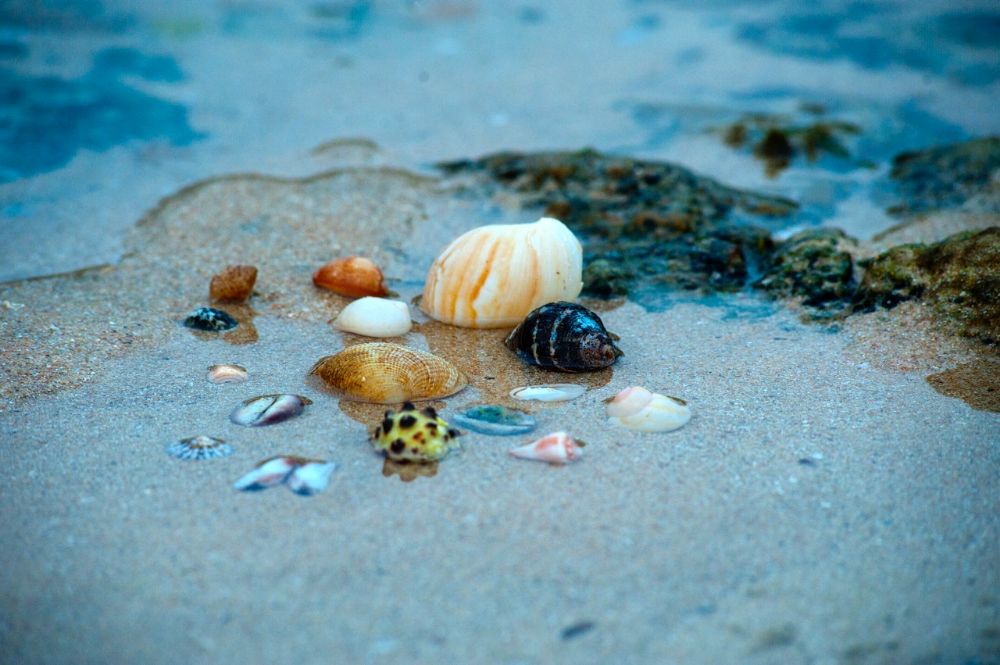 different types of shells in the sand in the beach