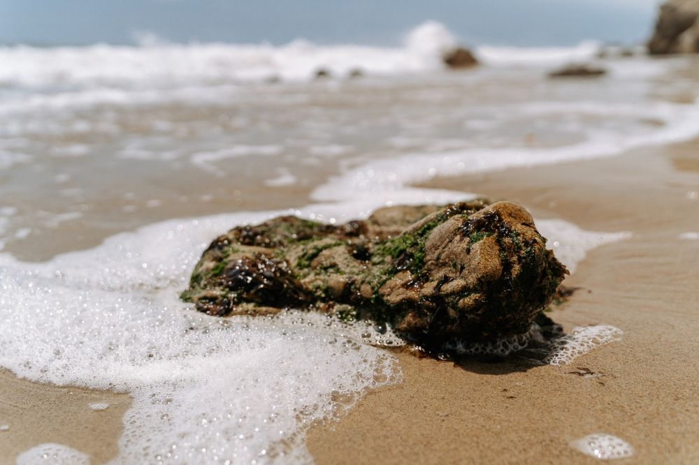 rock near the water in the beach with seaweeds